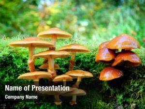 Autumn mushrooms sunny forest 