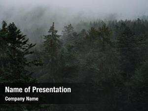 Forest mystic foggy landscape, aerial