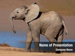 Elephant young african (loxodonta africana),