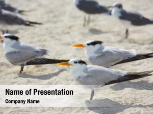 Terns royal caspian sea birds