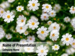 Summer Flowers PowerPoint Template