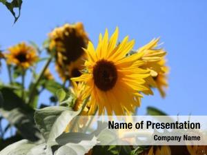 Sunflowers PowerPoint Templates - Sunflowers PowerPoint Backgrounds ...