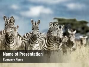 Wild herd zebra savannah, serengeti,