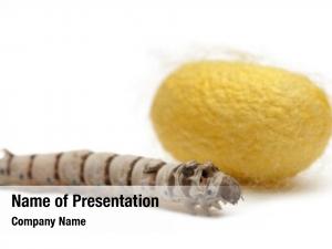Cocoon, silkworm larvae bombyx mori,