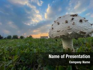 Champignon agaricus campestris meadow grass