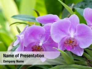 Flowering purple orchid, bush close