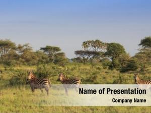 African zebra east savannah landscape