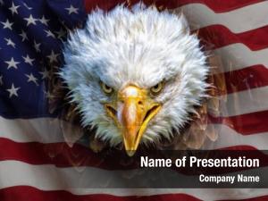 American Bald Eagle PowerPoint Template