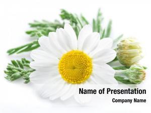 Camomile PowerPoint Template