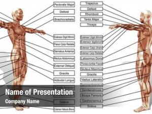Human concept conceptual man anatomy