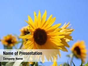 Sunflowers PowerPoint Templates - Sunflowers PowerPoint Backgrounds ...