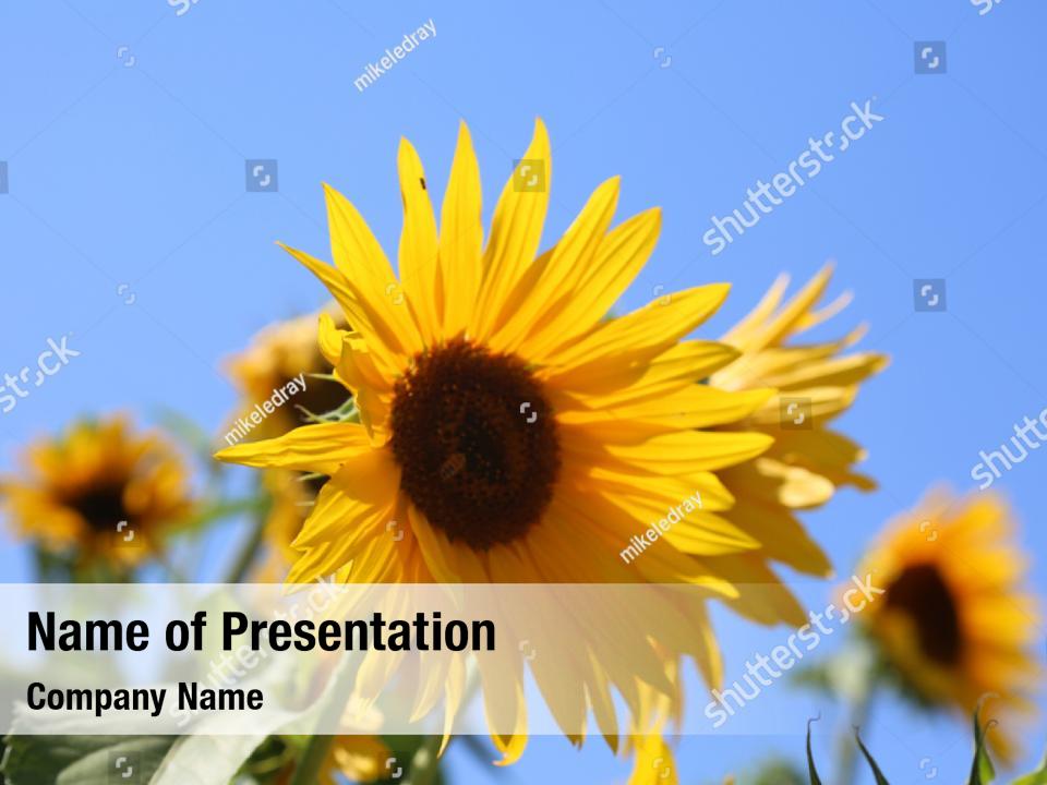 Organic field beautiful sunflower PowerPoint Template - Organic field ...