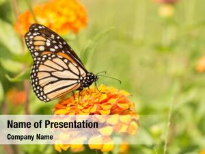 Orange monarch butterfly zinnia summer