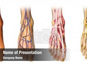 Drawing human foot bones skin,