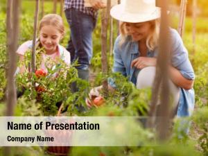 Farmer's daughter PowerPoint Template
