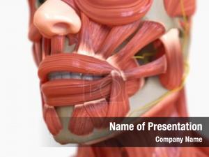 Anatomy human muscle medical concept