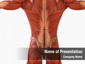 Anatomy human muscle medical concept