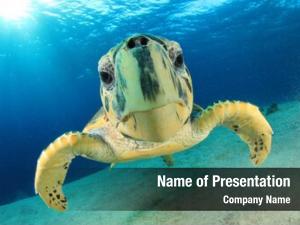 Sea turtle (hawksbill turtle) underwater