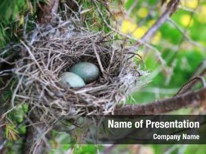 Tree bird nest  