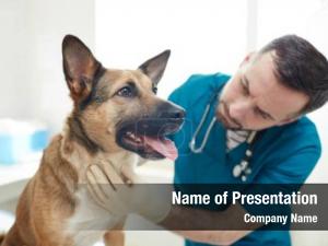 Veterinary clinician