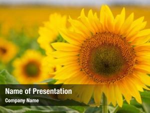 Blooming Sunflowers PowerPoint Templates - Blooming Sunflowers ...