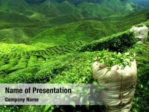 Plantation green tea landscape 