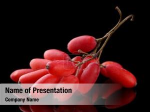  PowerPoint Template