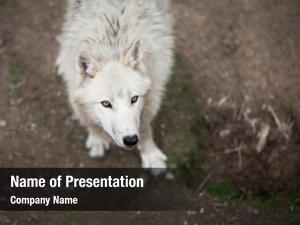 (canis arctic wolf lupus arctos)