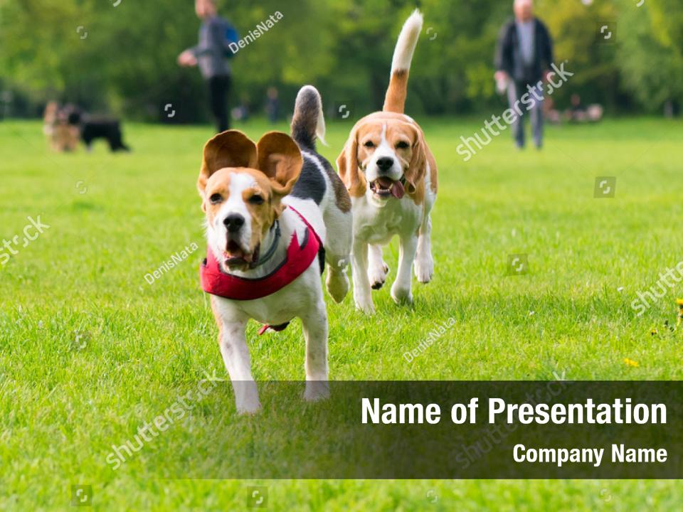 Purebred funny group beautiful PowerPoint Template - Purebred funny ...