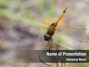 Orange dragonfly powerpoint theme