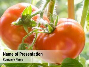 Growing ripe tomatoes branches, cultivated