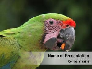 Macaw great green (ara ambiguus),