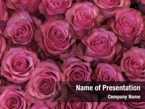 Roses PowerPoint Template
