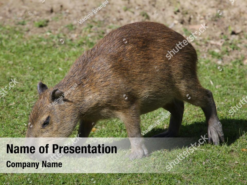 Capybara hydrochoerus rodent PowerPoint Template Capybara