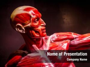Human muscles powerpoint theme