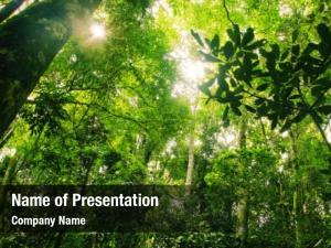 Rainforest