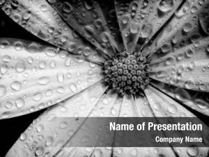 Water Drops in Black And White PowerPoint Template