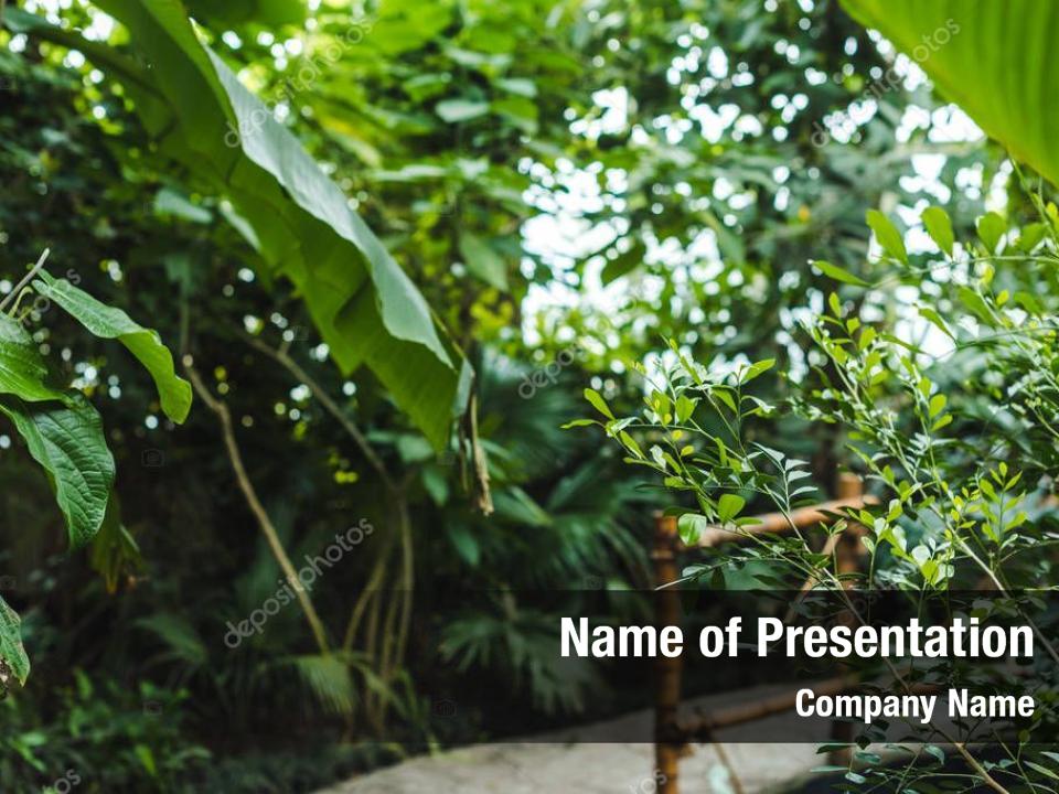 Environment incredible tropical rainforest PowerPoint Template