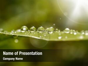 Dew In The Sun On A Green Leaf PowerPoint Template