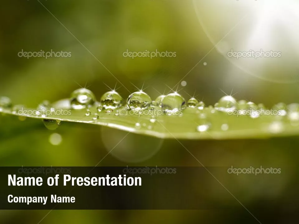 Dew In The Sun On A Green Leaf