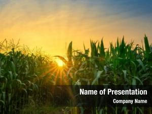 Outdoor field green corn PowerPoint Template