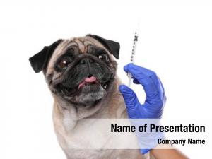 Veterinarian veterinarian holding syringe