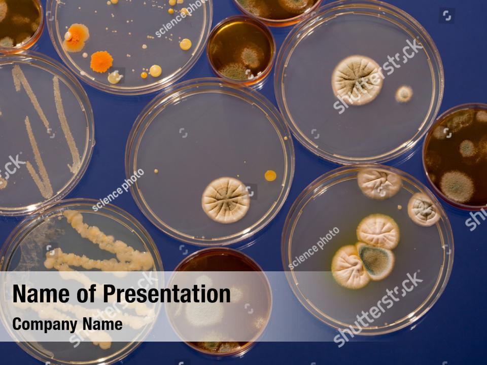 microorganisms-growing-petri-dish-powerpoint-template-microorganisms