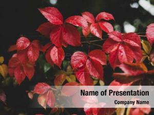 Autumn Theme With Red Leaves