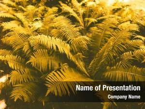 Natural fern leaves background, beautiful