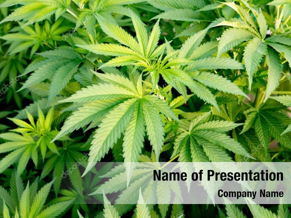 Growing cannabis PowerPoint Template Growing cannabis PowerPoint
