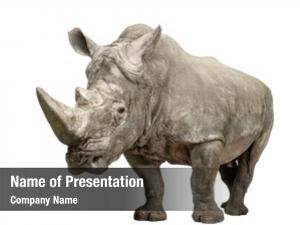 Square lipped white rhinoceros rhinoceros ceratotherium