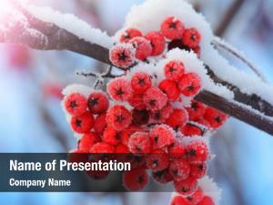Frost PowerPoint Template