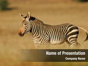 Mountain endangered cape zebra (equus