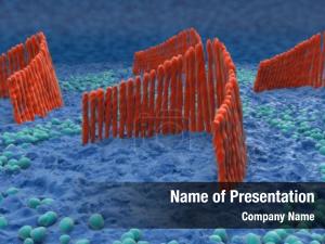Ear Cells PowerPoint Template